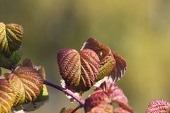 Autumn Leaves Of A Raspberry Stock Photos Autumn Leaves Of A Raspberry Stock Photos