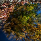 Autumn leaves reflected in the water stock photo Autumn leaves reflected in the water stock photo