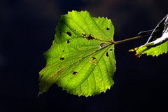 Autumn leaves stock images Autumn leaves stock images