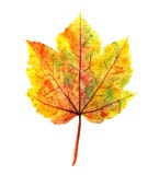 autumn maple leaf isolated on white stock illustration autumn maple leaf isolated on white stock illustration