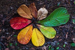 Autumn Maple Leaf Transition And Variation Concept For Fall And Change Of Season Stock Photography Autumn Maple Leaf Transition And Variation Concept For Fall And Change Of Season Stock Photography