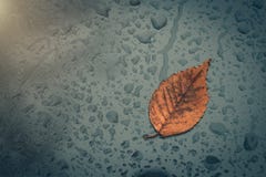 Raindrops and fallen yellow leaf stuck on the window. royalty free stock image Raindrops and fallen yellow leaf stuck on the window. royalty free stock image