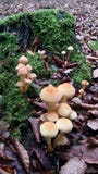 Autumn Mushrooms images libres de droits Autumn Mushrooms images libres de droits