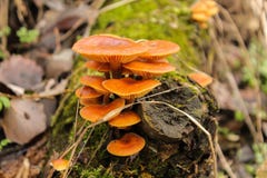 Autumn nature - bunch of funghi on dead wood in a forest royalty free stock photos Autumn nature - bunch of funghi on dead wood in a forest royalty free stock photos
