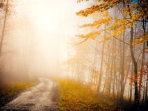 Autumn nature in fog royalty free stock photos Autumn nature in fog royalty free stock photos