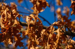 Autumn Oak Leaves At Sunset Royalty Free Stock Photography