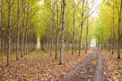 Autumn Orchard Royalty Free Stock Photos Autumn Orchard Royalty Free Stock Photos