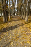 Autumn Park at noon stock photo Autumn Park at noon stock photo