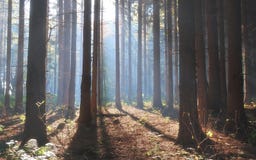 Autumn Pine Forest stock photo Autumn Pine Forest stock photo
