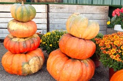 Autumn Pumpkin Stack With Mums Stock Images