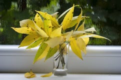 Autumn rain and a bouquet of leaves royalty free stock image Autumn rain and a bouquet of leaves royalty free stock image