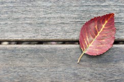 Autumn Red leaf on a wooden background, texture, background, copy space, minimalism royalty free stock images Autumn Red leaf on a wooden background, texture, background, copy space, minimalism royalty free stock images