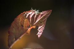 Autumn red leaves, incomplete leaves, sunset and leaves stock photos Autumn red leaves, incomplete leaves, sunset and leaves stock photos