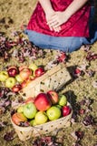 Autumn Red, Yellow and Green Apples royalty free stock images Autumn Red, Yellow and Green Apples royalty free stock images