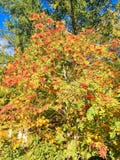 Autumn Roman buske royaltyfria bilder Autumn Roman buske royaltyfria bilder