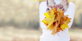 Autumn Time. Women `s Hands Holding A Bouquet Of Colorfull Maple Leaves. Close Up Image.  Copy Space Stock Photo