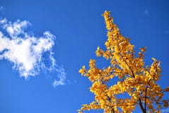 Autumn tree and cloudscape Royalty Free Stock Photos Autumn tree and cloudscape Royalty Free Stock Photos