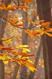 Autumn tree details