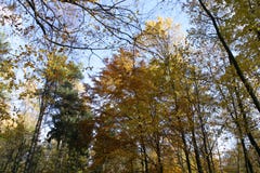 Autumn tree tops 07 royalty free stock photography Autumn tree tops 07 royalty free stock photography