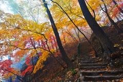 Autumn Trees And Path In Mist Stock Photos Autumn Trees And Path In Mist Stock Photos