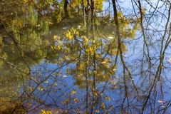 Autumn trees reflecting in a calm pond on a sunny morning in Tor stock images Autumn trees reflecting in a calm pond on a sunny morning in Tor stock images