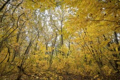 Autumn.trees with yellow leaves in the forest. royalty free stock images Autumn.trees with yellow leaves in the forest. royalty free stock images