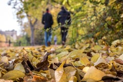 Autumn view of a road in the park royalty free stock images Autumn view of a road in the park royalty free stock images