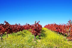 Autumn Vineyard At Portugal Royalty Free Stock Photos