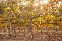 Autumn Vineyards At Sunrise Stock Photo