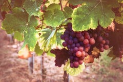 Autumn vineyards with organic grape on vine branches. Wine making concept royalty free stock photography Autumn vineyards with organic grape on vine branches. Wine making concept royalty free stock photography