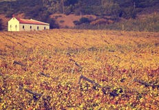 Autumn vineyards with small church stock image Autumn vineyards with small church stock image
