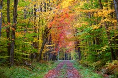 Autumn Walk Way Stock Image