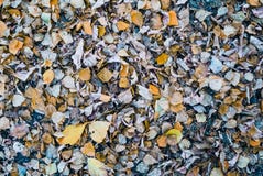 Autumn Yellow Leaves images stock Autumn Yellow Leaves images stock