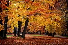 Autumn Yellow Trees in un parco fotografie stock Autumn Yellow Trees in un parco fotografie stock
