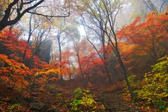 Autumnal Forest In Mist Royalty Free Stock Photo