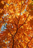 Autunno, albero di acero, foglie dorate Fotografie Stock Libere da Diritti Autunno, albero di acero, foglie dorate Fotografie Stock Libere da Diritti