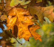 Autunno dorato Primo piano giallo e marrone delle foglie di autunno fotografia stock libera da diritti Autunno dorato Primo piano giallo e marrone delle foglie di autunno fotografia stock libera da diritti