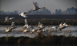 av att ta för swans arkivbild av att ta för swans arkivbild