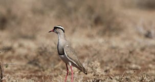 Avefría coronada en campo árido Avefría coronada en campo árido