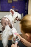 Avelhund som ansar krönad kines royaltyfria bilder Avelhund som ansar krönad kines royaltyfria bilder