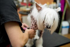 Avelhund som ansar krönad kines fotografering för bildbyråer Avelhund som ansar krönad kines fotografering för bildbyråer