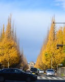 Avenida del Ginkgo, Icho Namiki en Tokio fotos de archivo libres de regalías Avenida del Ginkgo, Icho Namiki en Tokio fotos de archivo libres de regalías
