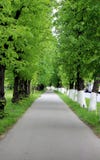 Avenue of lime trees royalty free stock photo Avenue of lime trees royalty free stock photo