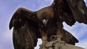 Aves rapaces HD Aves rapaces HD