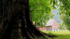Avobe todo del árbol Árbol grande con el campo verde foto de archivo Avobe todo del árbol Árbol grande con el campo verde foto de archivo