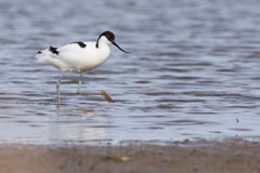 Avocet Pied (avosetta do Recurvirostra) imagem de stock royalty free Avocet Pied (avosetta do Recurvirostra) imagem de stock royalty free