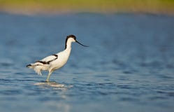 Avocet Pied (avosetta do Recurvirostra) fotos de stock Avocet Pied (avosetta do Recurvirostra) fotos de stock