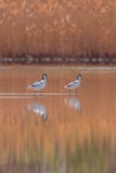 Avocet Pied na água que procura o pássaro preto e branco da pernalta do avosetta do Recurvirostra do alimento foto de stock Avocet Pied na água que procura o pássaro preto e branco da pernalta do avosetta do Recurvirostra do alimento foto de stock