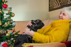 Avó idosa no abraço do ano novo, jogo com o buldogue francês preto ativo a senhora superior aprecia o animal de estimação alegre, imagem de stock Avó idosa no abraço do ano novo, jogo com o buldogue francês preto ativo a senhora superior aprecia o animal de estimação alegre, imagem de stock