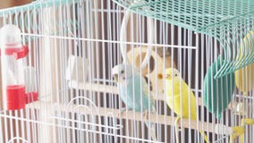 Awaiting Freedom - A Caged Yellow Beautiful Australian Parrot. Big colorful parrot in the white cage. two wavy parrots Stock Photo Awaiting Freedom - A Caged Yellow Beautiful Australian Parrot. Big colorful parrot in the white cage. two wavy parrots Stock Photo